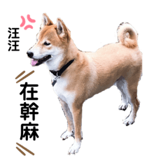 多老大日常生活