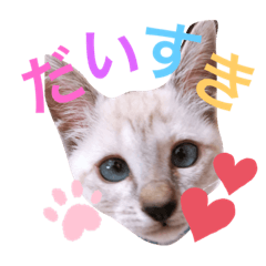 hachi8_20190809203040
