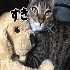 Brown tabby Mr.Toto Japanese version1