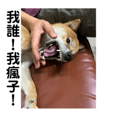 問題柴柴大聯盟之Taco日常(˶‾᷄ ⁻̫ ‾᷅˵)