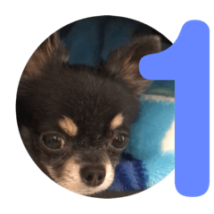 ChihuahuaMame_20190811034311