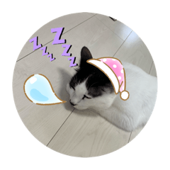 torachiwa_20190811004344