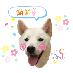 可可小姐實用貼圖