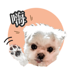 最可愛的瑪爾濟斯皮皮