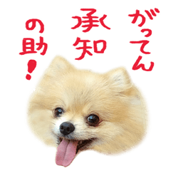 pomeranian who says something strange