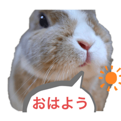 rabbitnono
