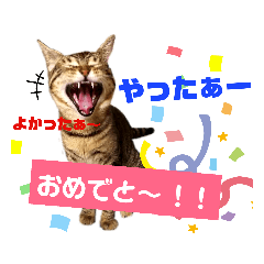 CATCAT_20190811225440