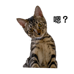 默默的日常生活