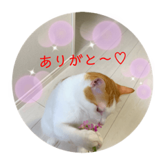 torachiwa_20190812082018