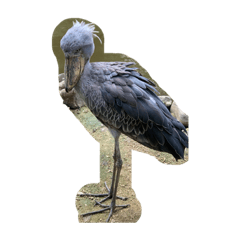 BIRD0905