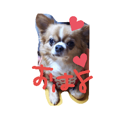 Chihuahua Milk-chan