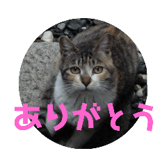 nekomura_20190810183659