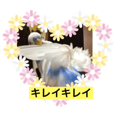 Pon_20190812160332