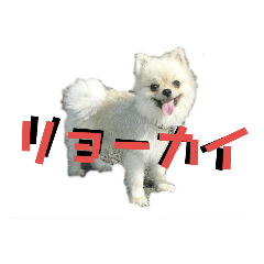 tommy20190812