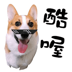 柯基與小虎