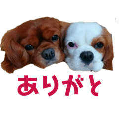 Family_CavalierKCS_Face