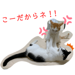 torachiwa_20190812201003