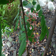 芒果樹開花