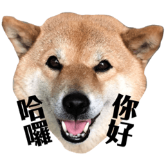 MOMO柴柴寶
