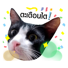 meowmeow_20190812160731