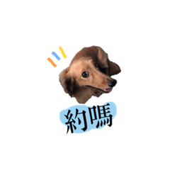 歐麗的日常-我是貪吃小胖紙