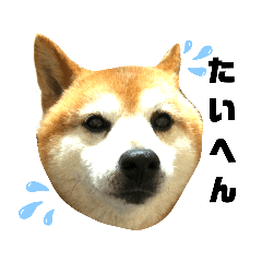 柴犬ジョンくん６