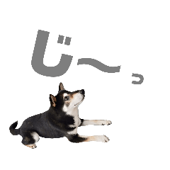 shibazo_20190811220159