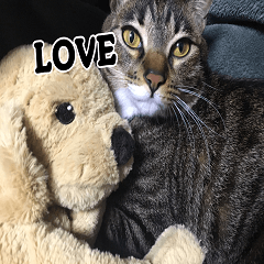 Brown tabby Mr.Toto English version1