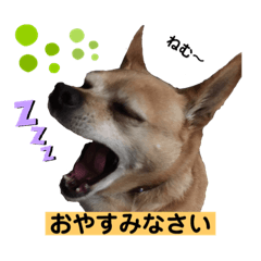 Tommy_20190813195155