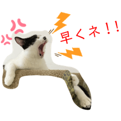 torachiwa_20190813211341