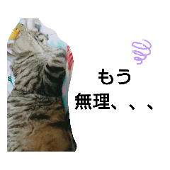 Uchinopet