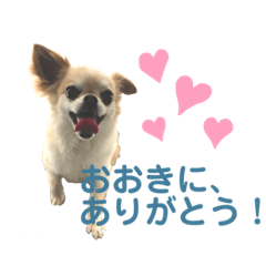 Neiro's  Chihuahua sticker