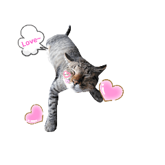 我家の阿貓阿狗