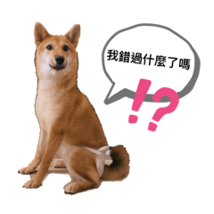 B&A貓貓狗狗