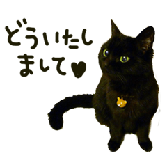 POLITE BLACK CAT "CHARA"