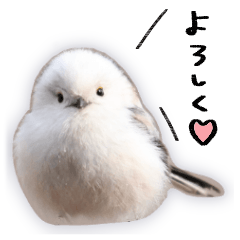 Shimaenaga - long tailed tit