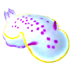 Beautiful sea slug(nudibranch)