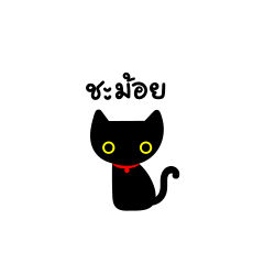 Shamoy Black cat