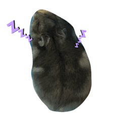 risa_20190815125409