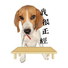 陳球球的日常生活