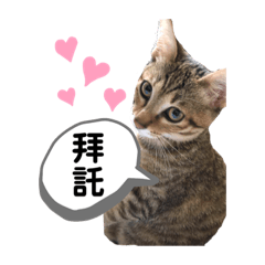 我是可愛的貓咪辣椒