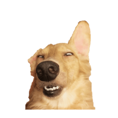 ㄎㄧㄤ狗優咪