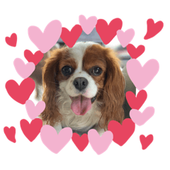 Cavalier Lady