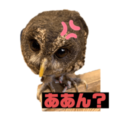 ふくろうファイターズby格闘梟