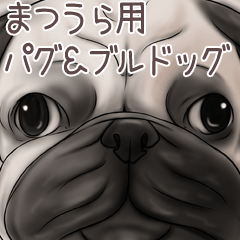 Matsuura Pug and Bulldog
