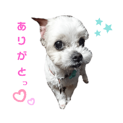 Yuriamu_20190815204601