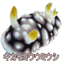 Beautiful sea slug(Japanese name)