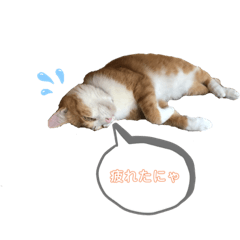 cats_20190815231805