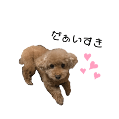 toy poodle Mokakun