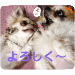 wanko to nyanko05